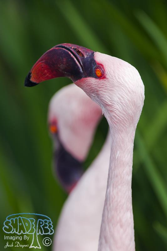 Lesser Flamingo - Phoenicopterus minor