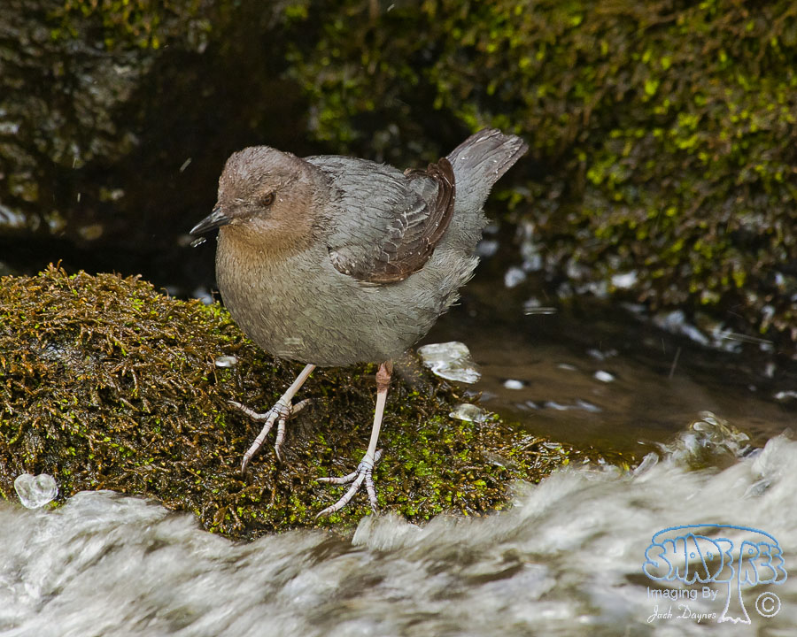 American Dipper - Cinclus mexicanus