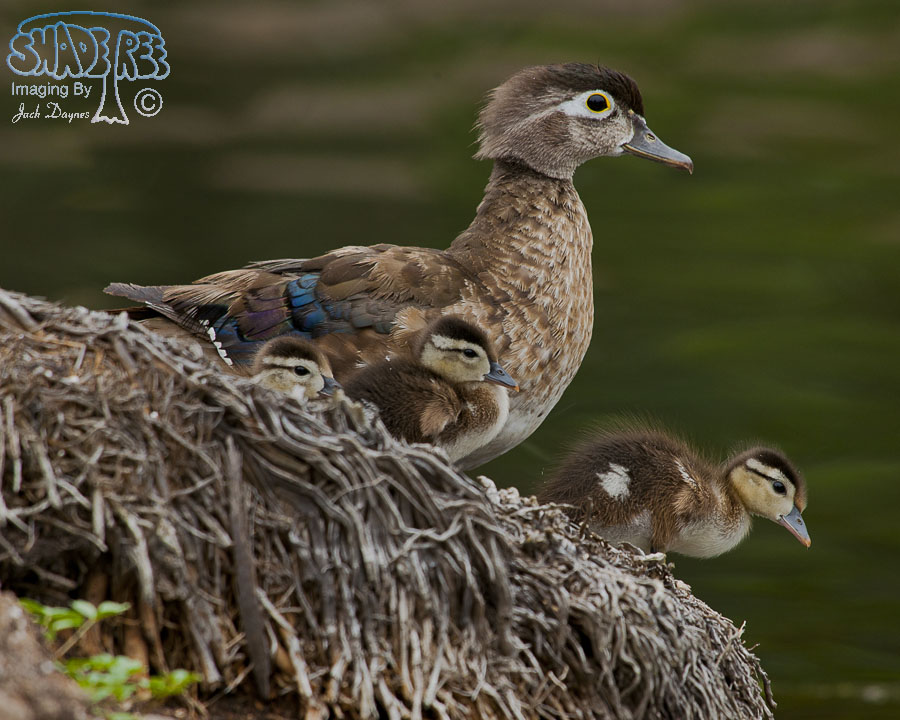 Wood Duck - Aix sponsa