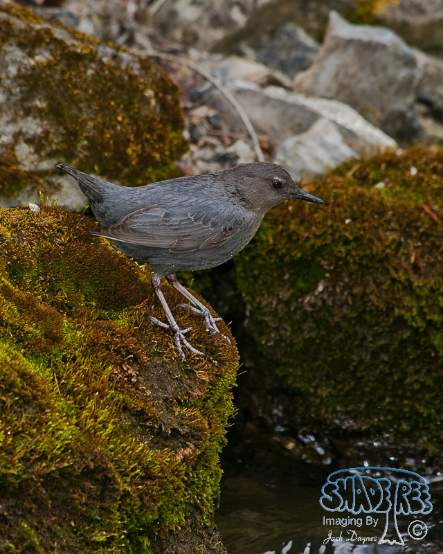 American Dipper - Cinclus mexicanus