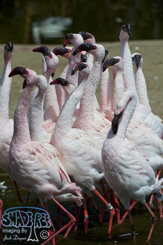 Lesser Flamingo - Phoenicopterus minor