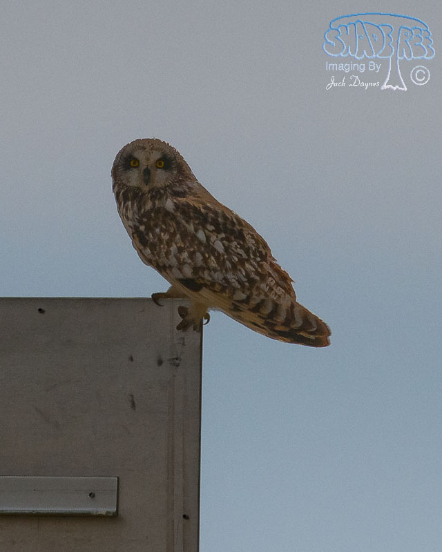 Short-Eared Owl - Asio flammeus