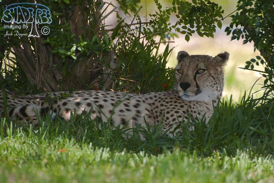 Cheetah - Acinonyx jubatus