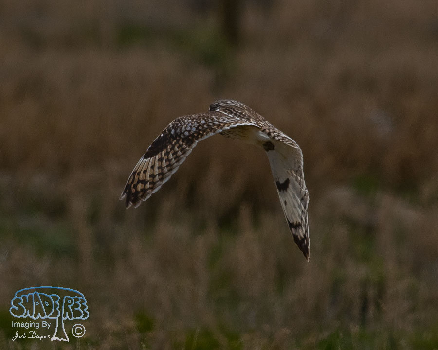 Short-Eared Owl - Asio flammeus