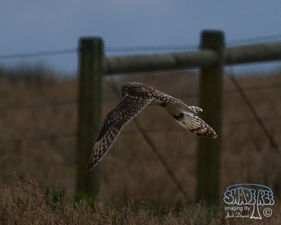 Short-Eared Owl - Asio flammeus