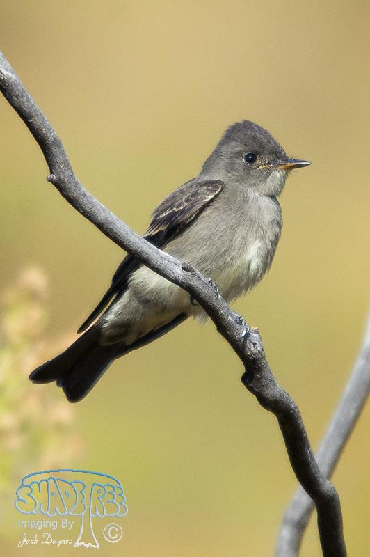 Western Wood-Pewee - Contopus sordidulus