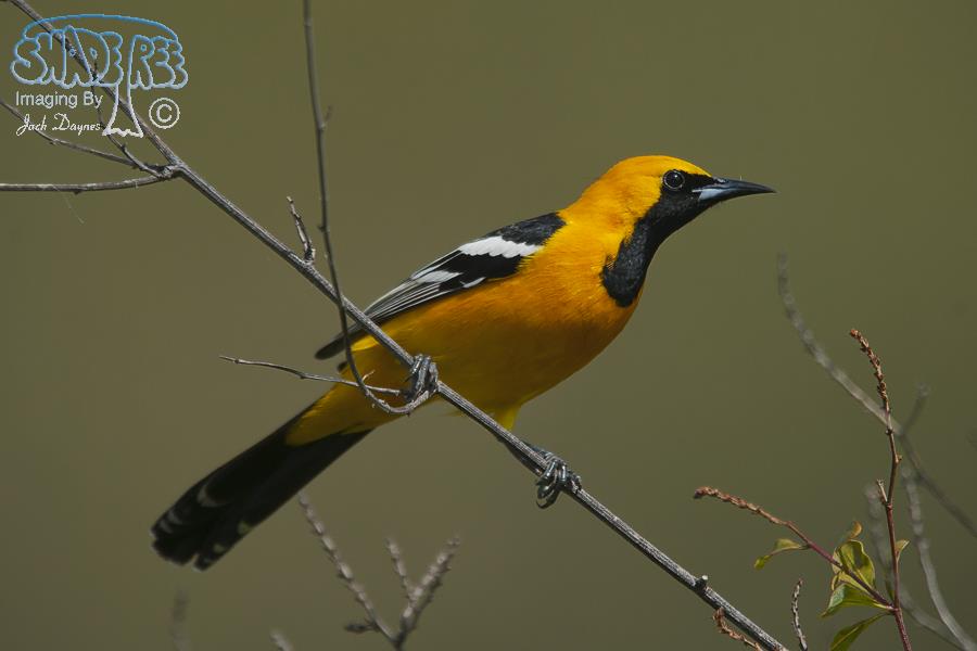 Hooded Oriole - Icterus cucullatus