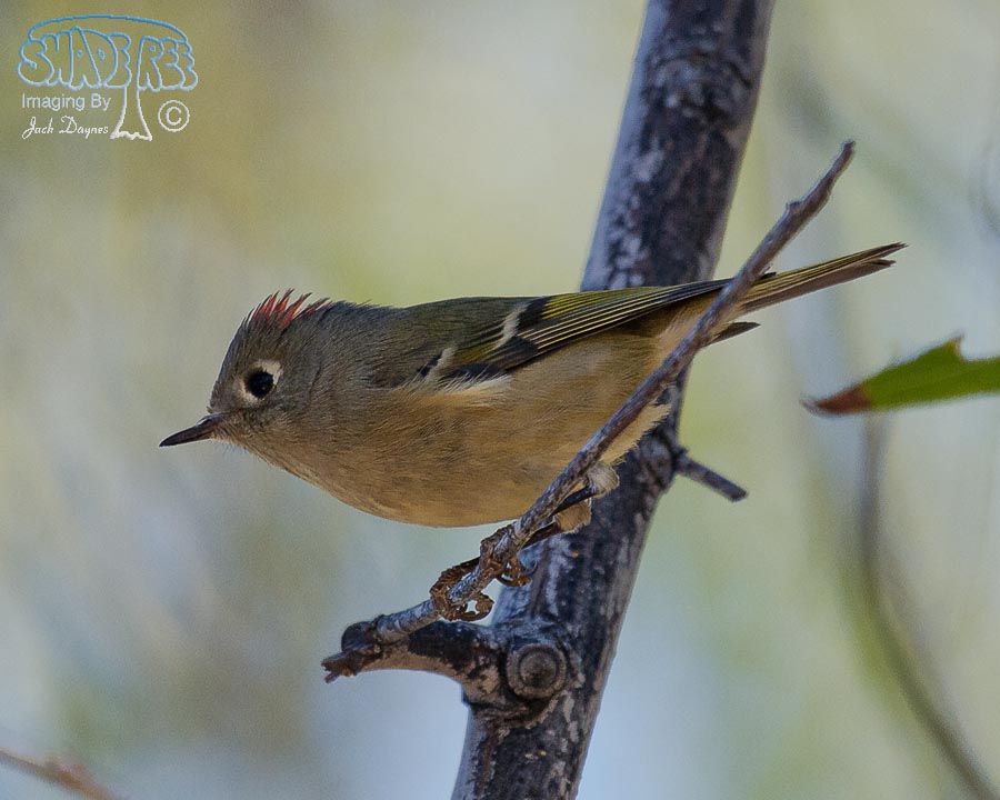 Ruby-Crowned Kinglet - Regulus calendula