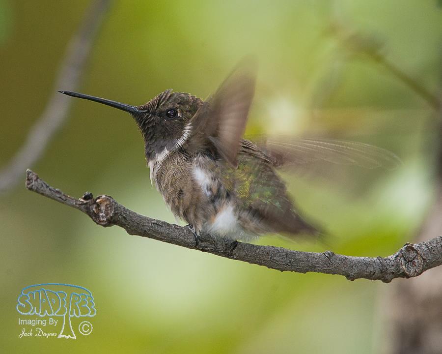 Black-Chinned Hummingbird - Archilochus alexandri