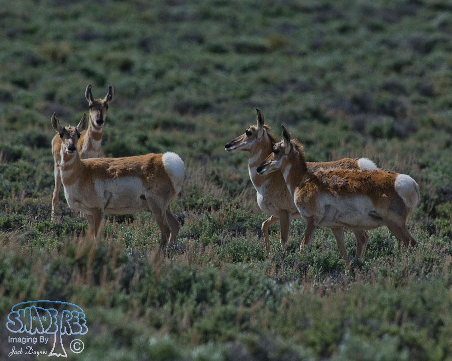 Pronghorn Antelope - Antilocapra americana