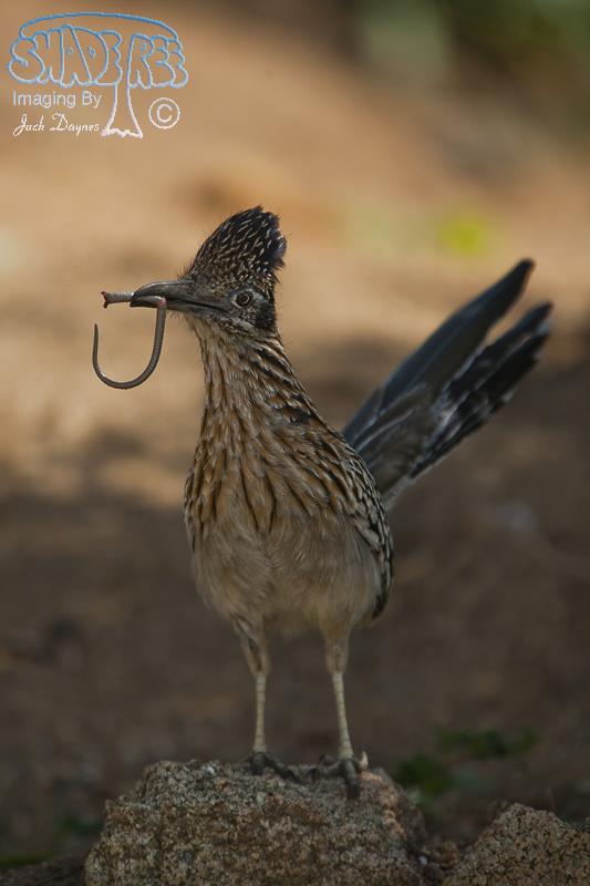 Greater Roadrunner - Geococcyx californianus
