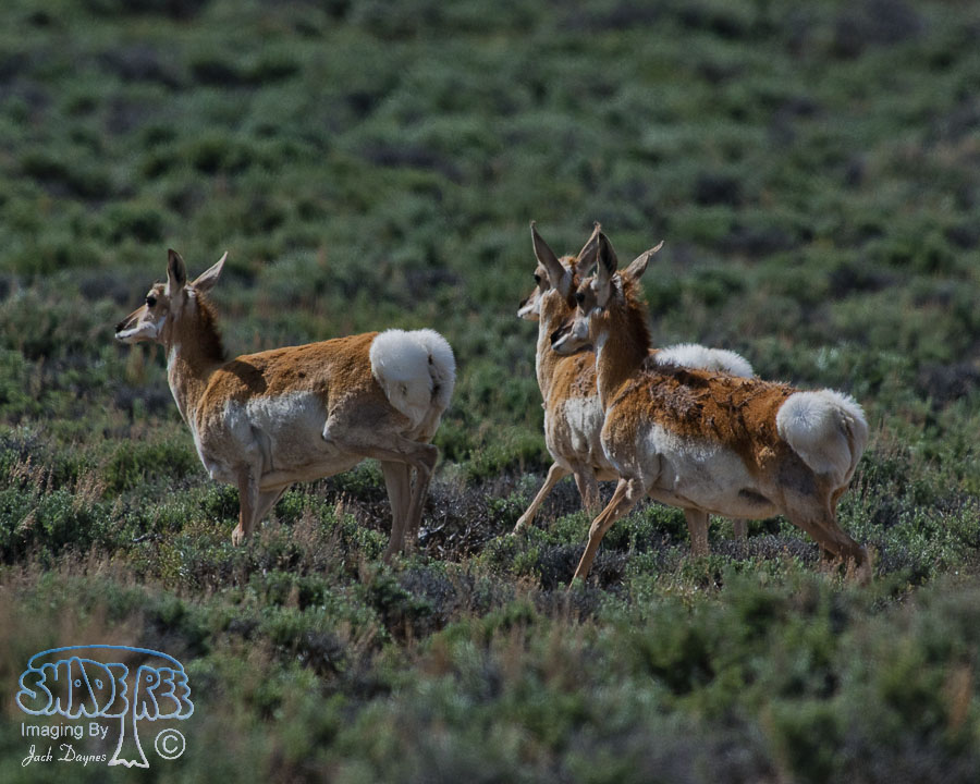 Pronghorn Antelope - Antilocapra americana