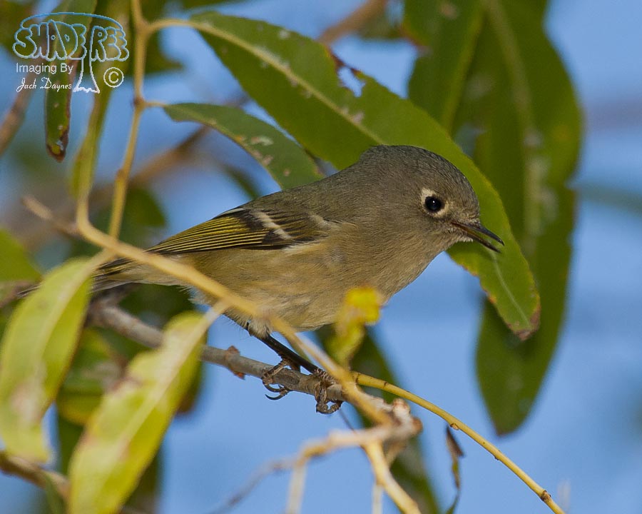 Ruby-Crowned Kinglet - Regulus calendula