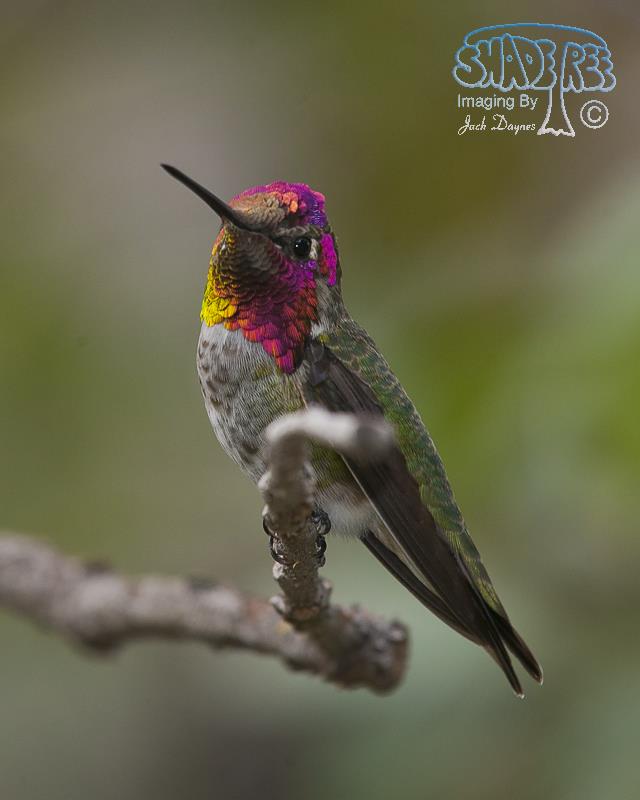 Anna's Hummingbird - Calypte anna