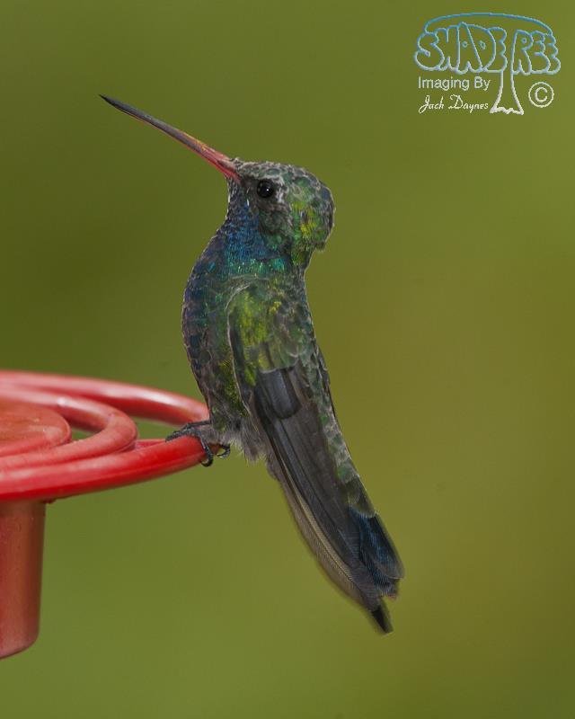 Broad-Billed Hummingbird - Cynanthus latirostris