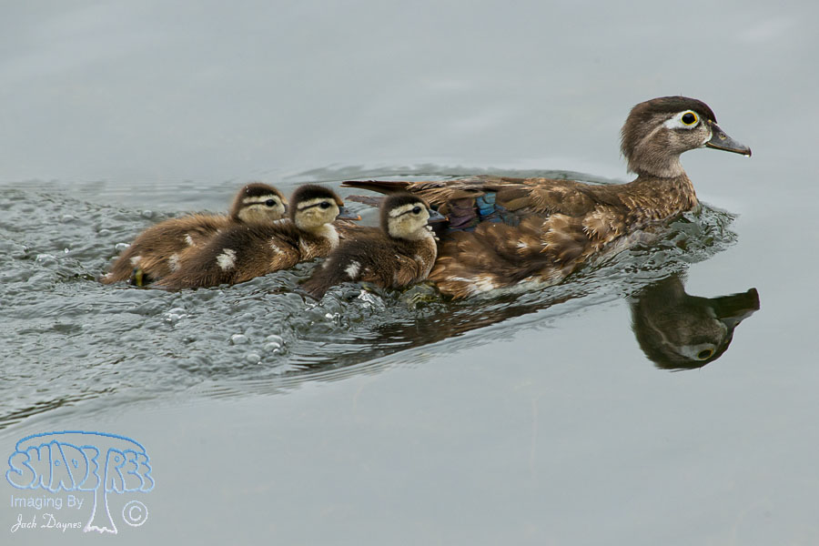 Wood Duck - Aix sponsa