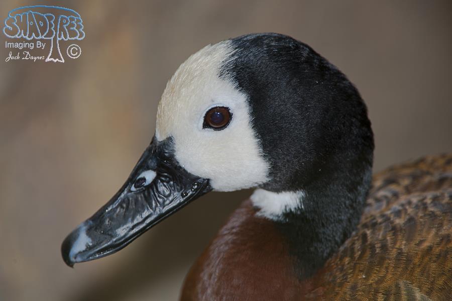 White-faced Whistling Duck - Dendrocygna viduata