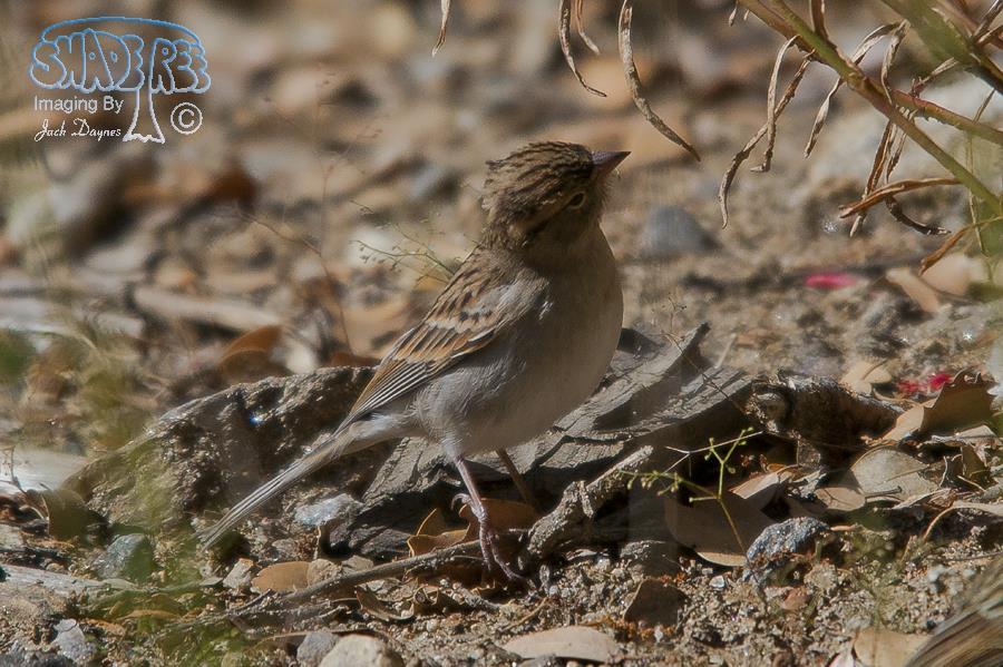 Chipping Sparrow - Spizella passerina