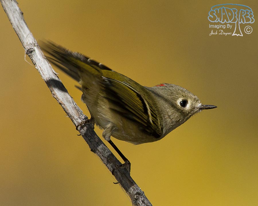 Ruby-Crowned Kinglet - Regulus calendula