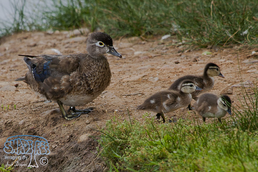 Wood Duck - Aix sponsa