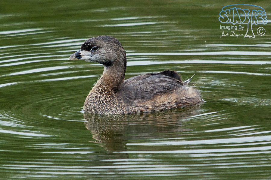Pied-Billed Grebe - Podilymbus podiceps