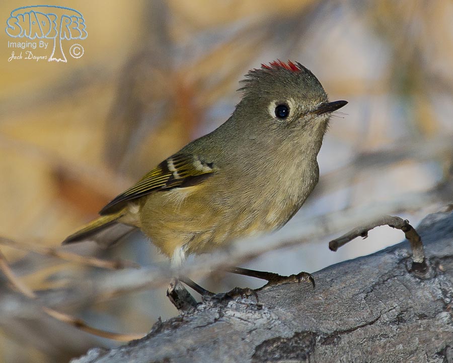 Ruby-Crowned Kinglet - Regulus calendula