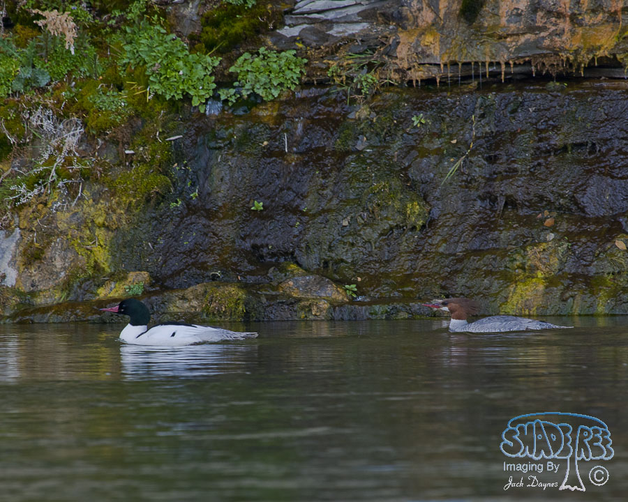 Common Merganser - Mergus merganser