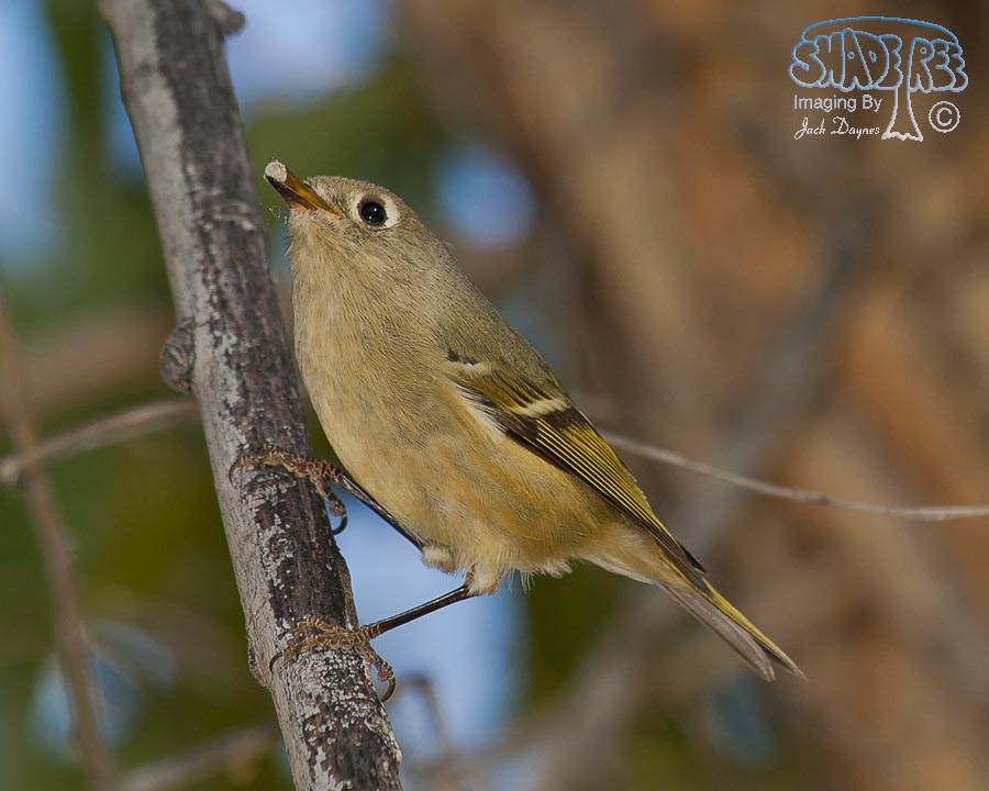 Ruby-Crowned Kinglet - Regulus calendula
