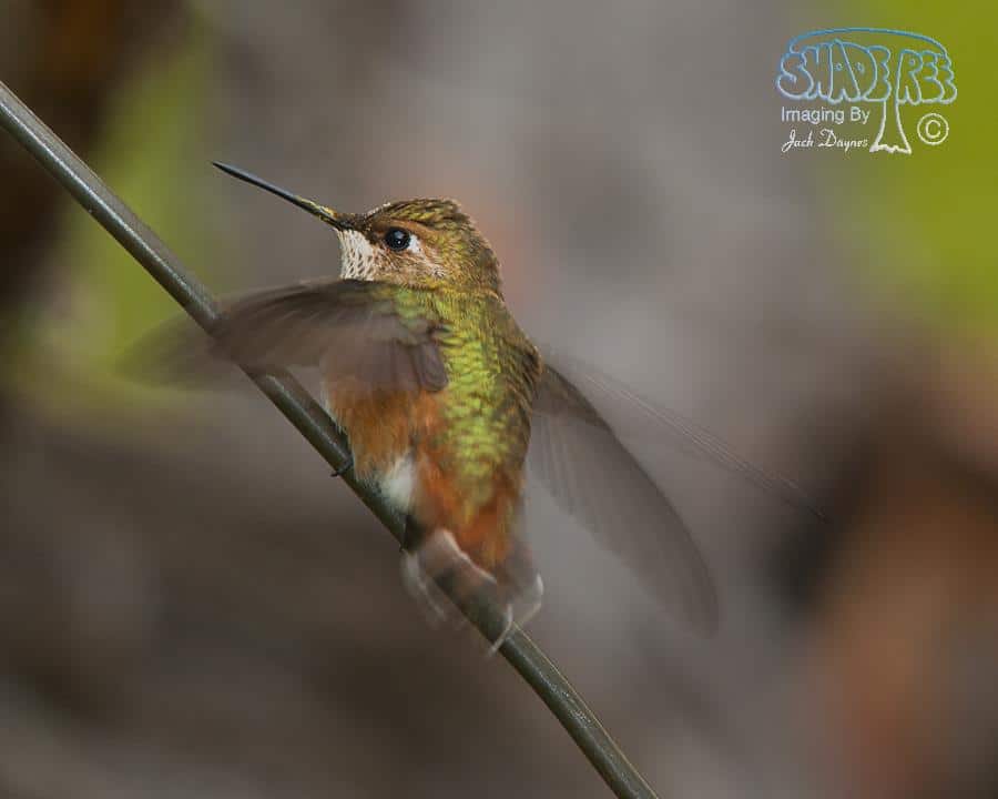 Rufous Hummingbird - Selasphorus rufus