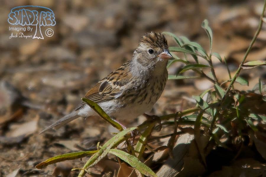 Chipping Sparrow - Spizella passerina