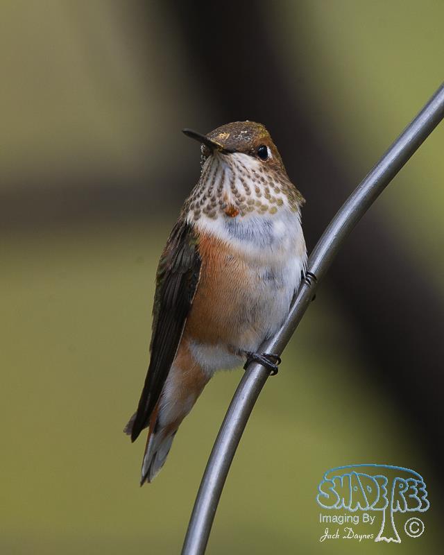 Rufous Hummingbird - Selasphorus rufus