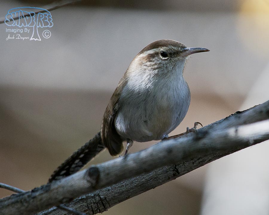 Bewick's Wren - Thryomanes bewickii
