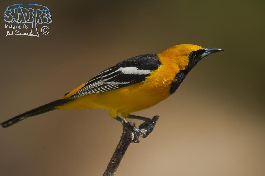Hooded Oriole - Icterus cucullatus