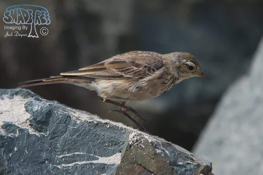 American Pipit - Anthus rubescens