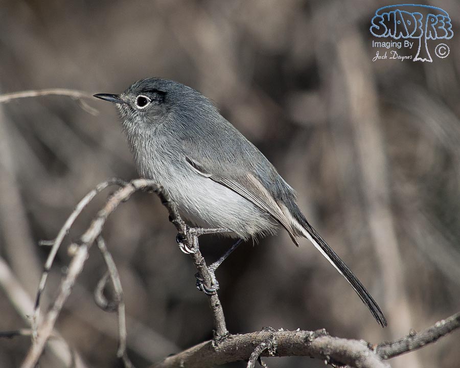 Black-Tailed Gnatcatcher - Polioptila melanura