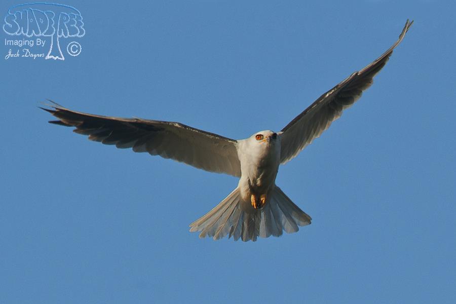 White-Tailed Kite - Elanus leucurus
