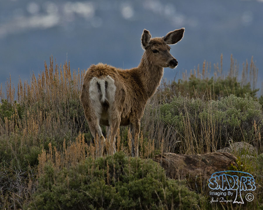 Mule Deer - Odocoileus hemionus