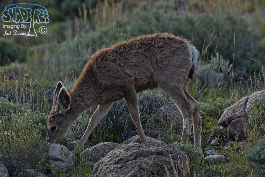 Mule Deer - Odocoileus hemionus