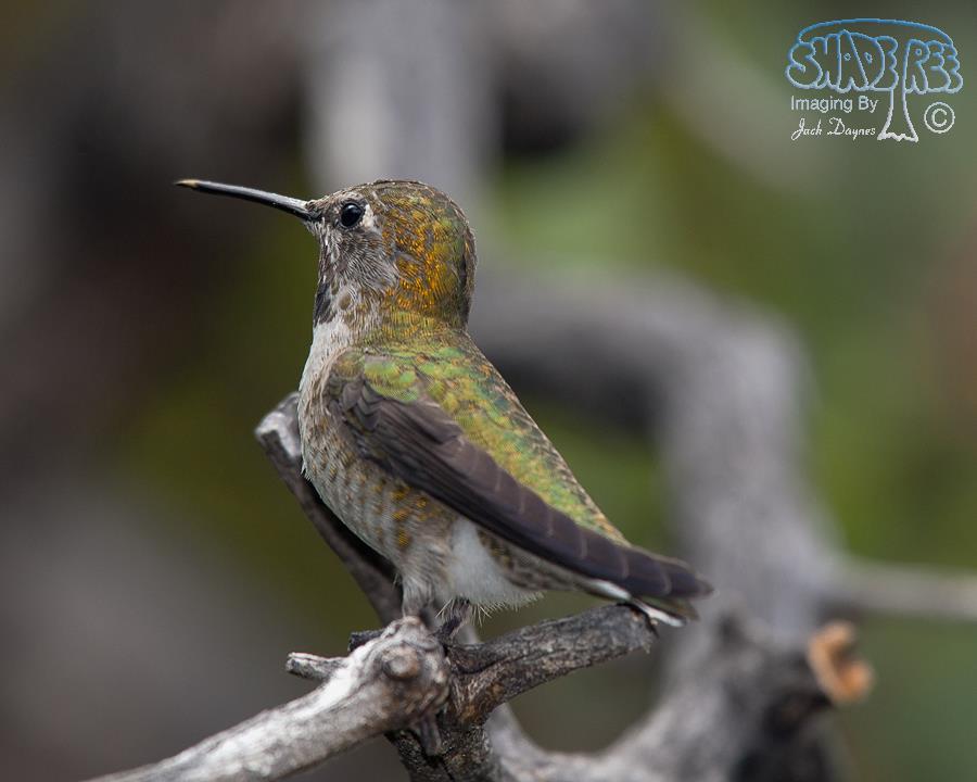Broad-Tailed Hummingbird - Selasphorus platycercus