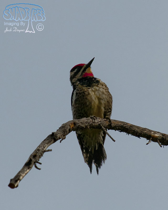 Red-Naped Sapsucker - Sphyrapicus nuchalis