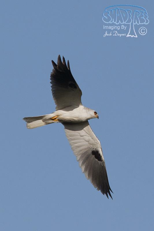 White-Tailed Kite - Elanus leucurus