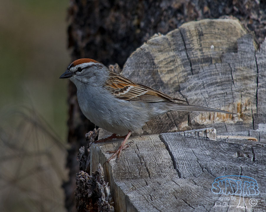 Chipping Sparrow - Spizella passerina