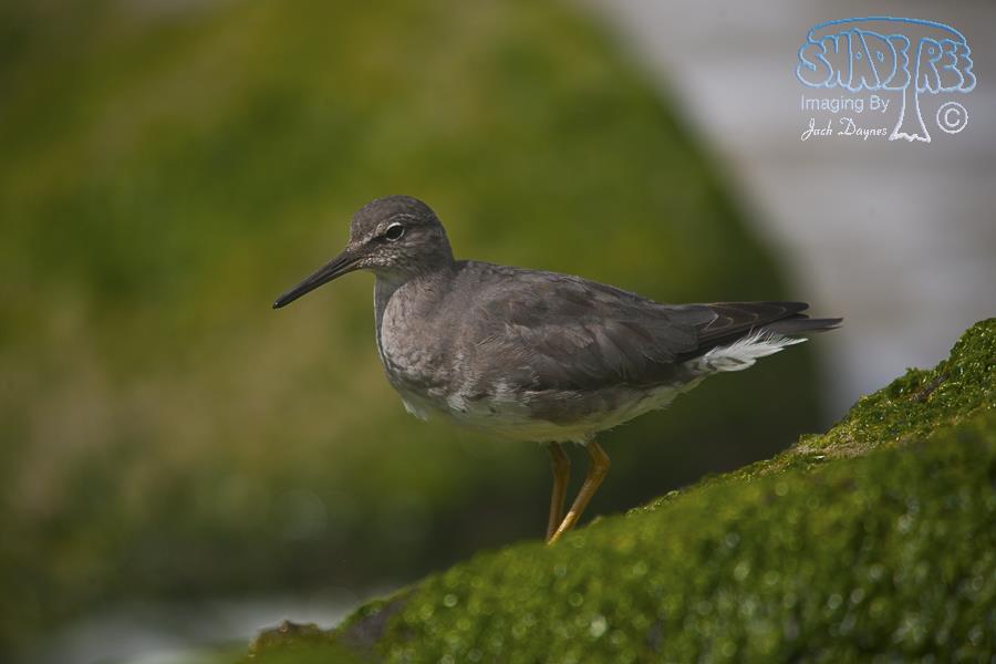 Wandering Tattler - Tringa incana