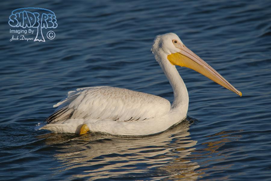 American White Pelican - Pelecanus erythrorhynchos