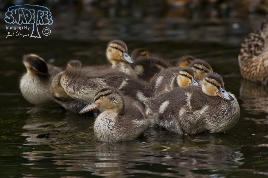 Mallard - Anas platyrhynchos