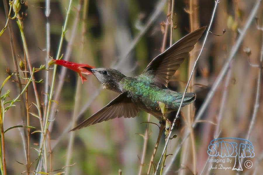 Anna's Hummingbird - Calypte anna