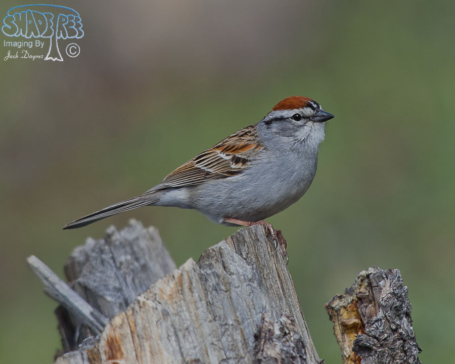 Chipping Sparrow - Spizella passerina