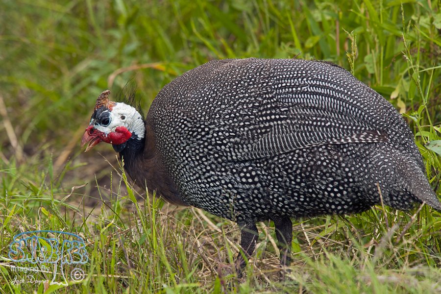 Helmeted Guineafowl - Numida meleagris