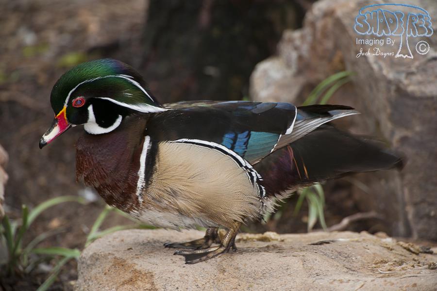 Wood Duck - Aix sponsa