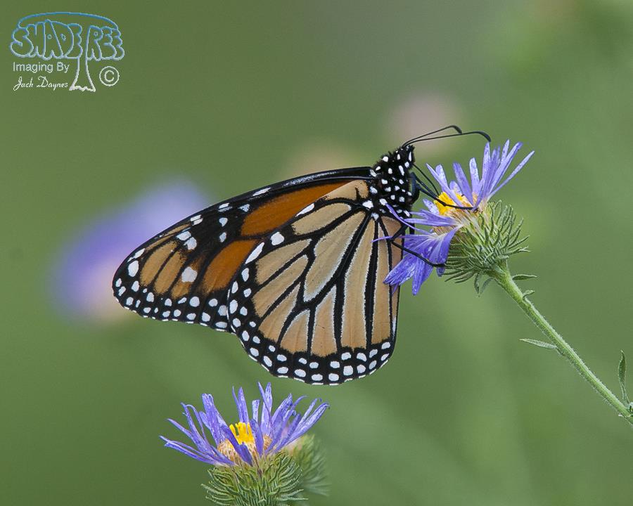 Monarch Butterfly - Danaus plexippus